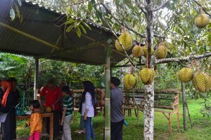 durian candimulyo
